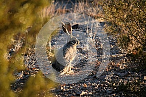 Jack Rabbit in the Desert