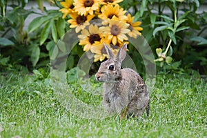 Jack Rabbit and Flowers