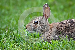 Jack Rabbit in the Grass