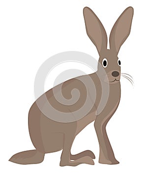 Jack rabbit, icon
