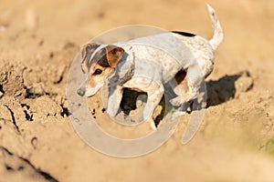 Jack Rusell Terrier dog is following a trail on a field