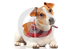 Jack russel