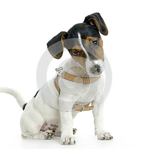 Jack russel