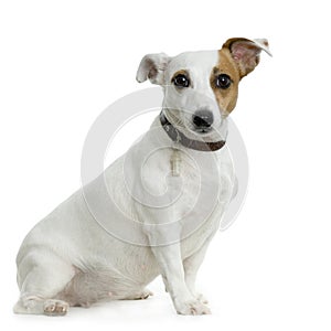 Jack russel