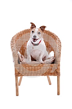 Jack Russel in a chair