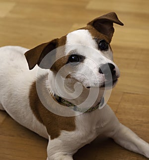 Jack Russel Dog