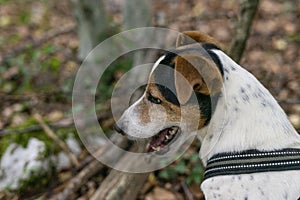 Jack russel dog on a leash in a forest
