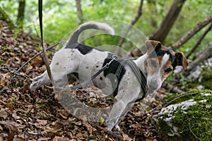 Jack russel dog on a leash in a forest