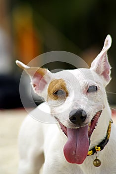 Jack russel dog smiling