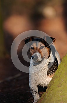 Jack Russel Henck