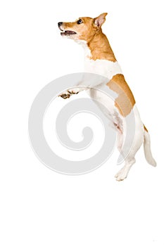 Jack russel is jumping high