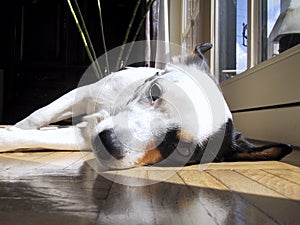 Jack Russel Laying Down