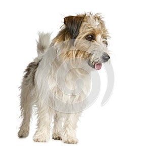 Jack russel long haired