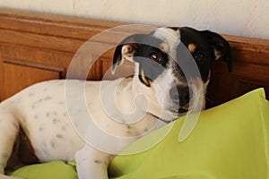 Jack Russel lying in a bed