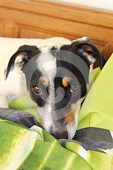 Jack Russel lying in a bed