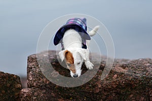 Jack Russel Parson Dog Run Toward The Camera