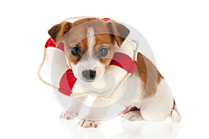 Jack Russel puppy as rescue dog