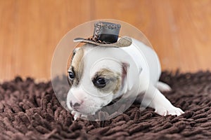 Jack russel puppy dog on cloth and hat
