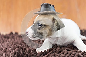 Jack russel puppy dog on cloth and hat