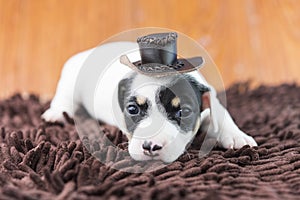 Jack russel puppy dog on cloth and hat