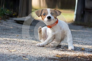 Jack russel puppy