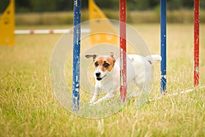 Jack russel is running on czech agility competition slalom.