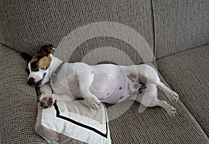 Jack russel sleeping on a pillow