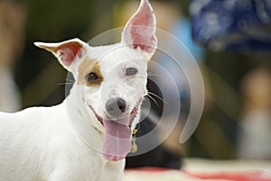 Jack russel smiling