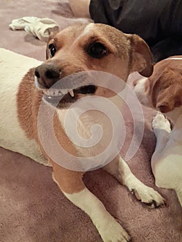 Jack Russel smiling at camera