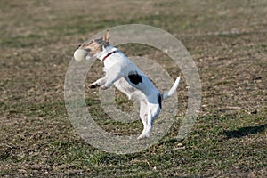 Jack Russel terier catching ball in the air