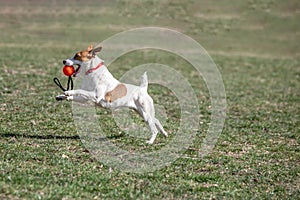 Jack Russel terier catching ball in the air. Dog and toy on open air