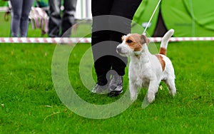 Jack russel terier on dog show