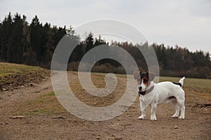 Jack russel terier forest natural animals dog