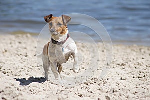 Jack Russel Terrier