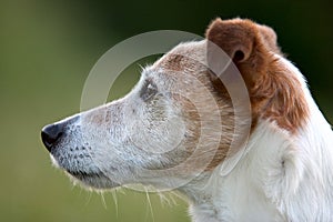 Jack Russel terrier