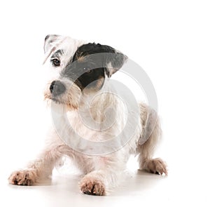 Jack russel terrier