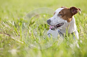 Jack russel terrier