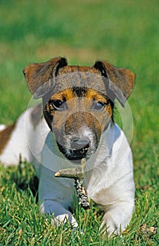 Jack Russel Terrier, Adult laying on Grass, Playing with a Stick of Wood