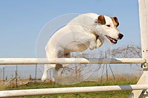 Jack russel terrier in agility