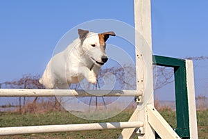 Jack russel terrier in agility