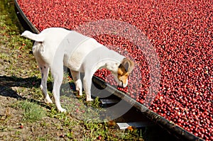 Jack russel terrier on a bog photo