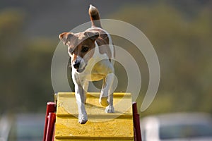 Jack Russel Terrier on a bridge