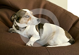 Jack russel terrier on the broun