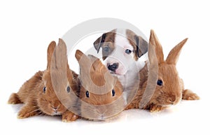 Jack russel terrier and bunnies