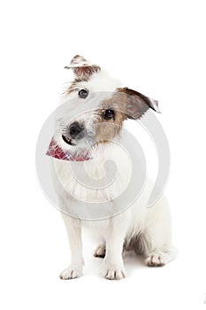 jack russel terrier dog