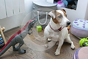 Jack-Russel Terrier dog at home among children`s toys