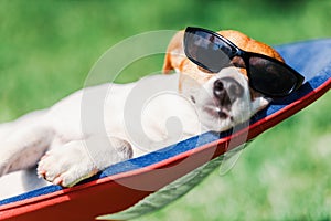 Jack russel terrier dog lies on a deck-chair