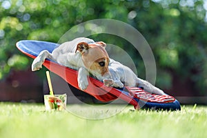 Jack russel terrier dog lies on a deck-chair