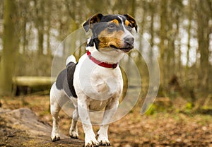 Jack Russel Terrier dog posing in the forest