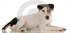 Jack russel terrier laying down